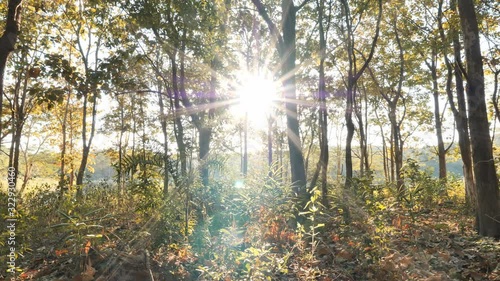 Wallpaper Mural Tropical forest background. Autumn forest and sunlight in the evening in the sunset, forest motion background. Asia Thailand. Camera pan Torontodigital.ca