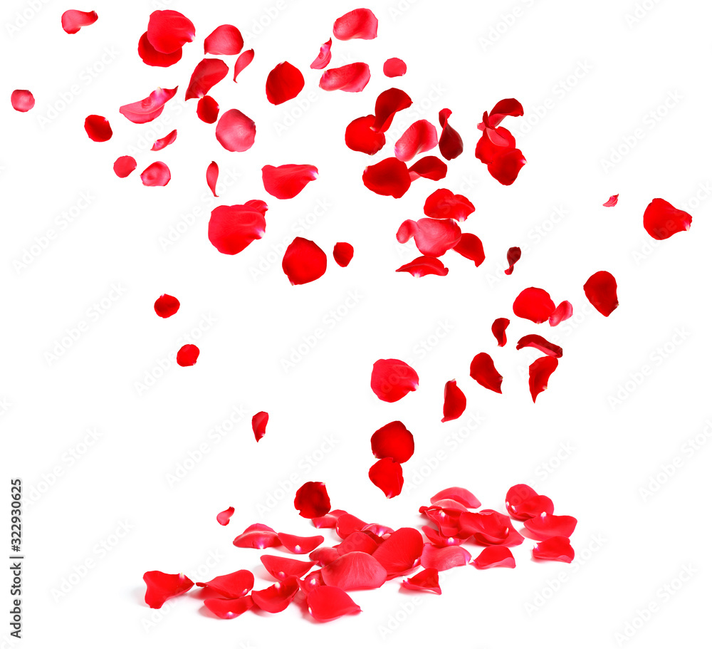 Falling fresh red rose petals on white background