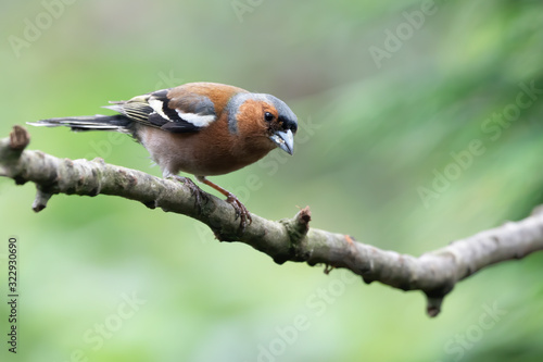 Common Chaffinch (Fringilla coelebs) on a branch in the forest of Noord Brabant in the Netherlands.  © Albert Beukhof