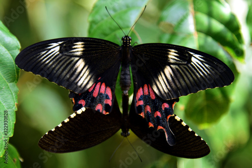 butterfly