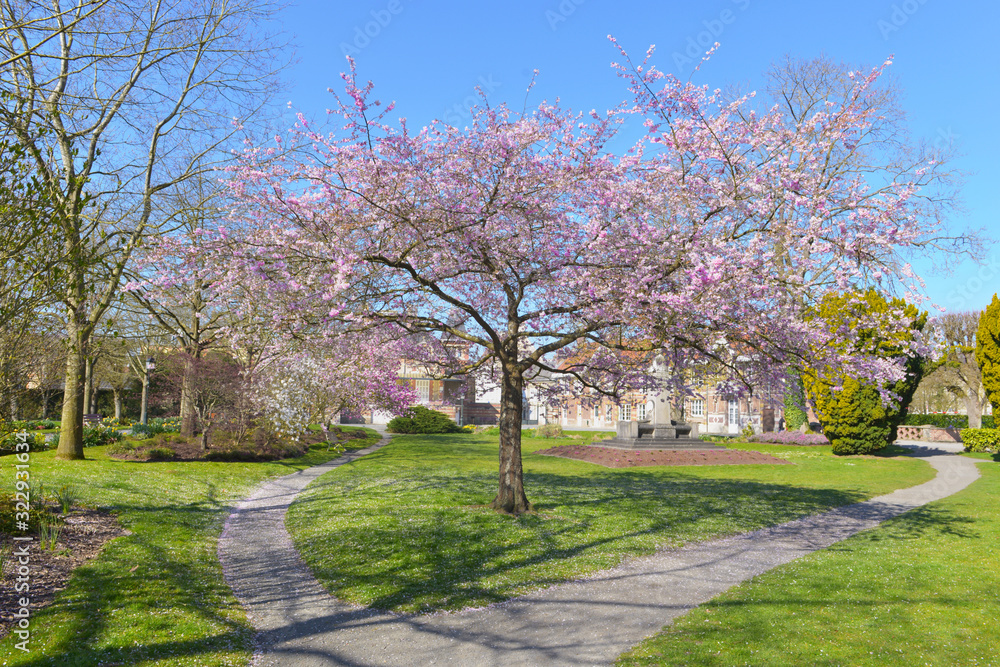 beautiful ornamental japanese cherry tree blooming in a park beautiful ornamental japanese cherry tree blooming in a park