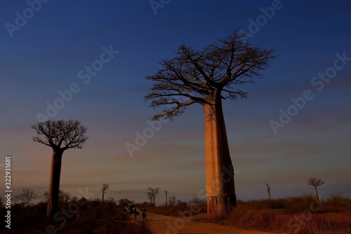 MORONDAVA-MADAGASCAR-OCTOBER-7-2017 Baobab Avenue with the tourist looking Sunset scene with Baobab tree Avenue in Morondava  Madagascar