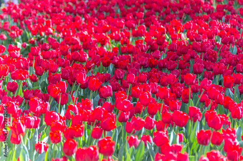 Fototapeta Naklejka Na Ścianę i Meble -  Tulips, Park Gulhane, Istanbul, Turkey