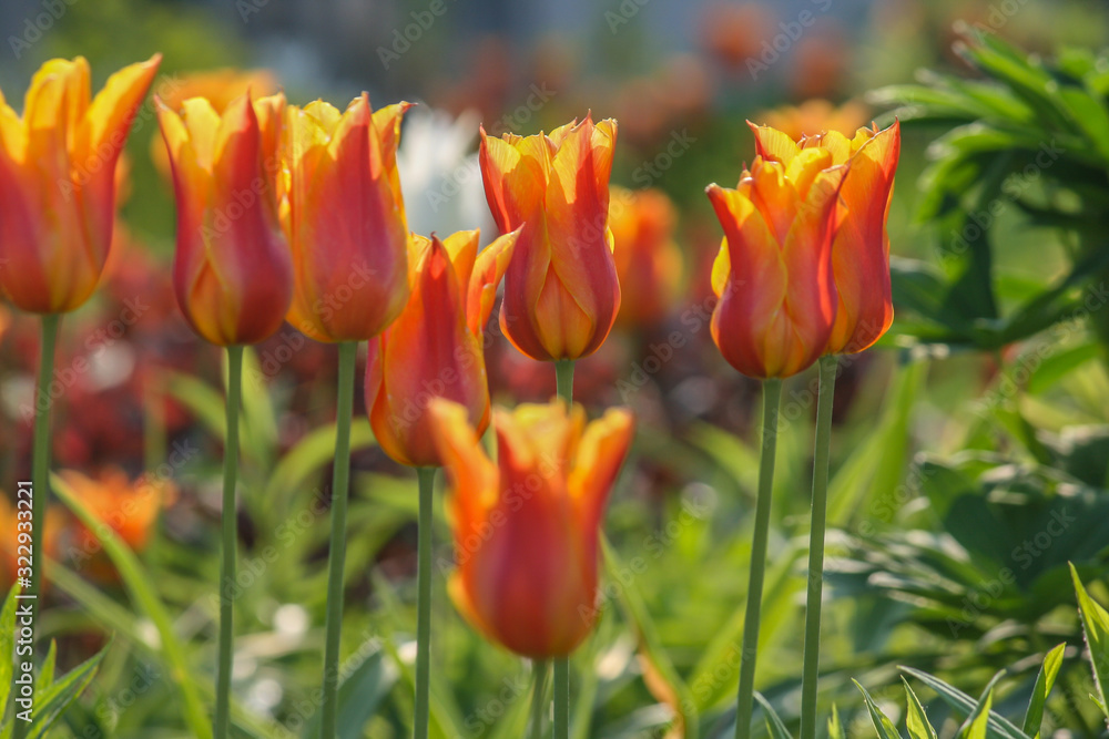 a field of blooming tulips in red, yellow and orange a field of blooming tulips in red, yellow and orange