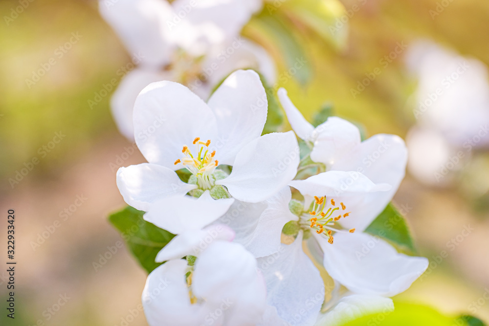 blooming apple tree in spring