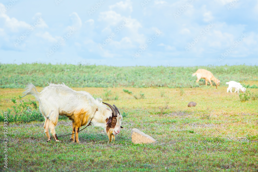 Brown goat in field, free. Steep goats.Goats eating grass,Goat on a pasture,Little goat portrai Brown goat in field, free. Steep goats.Goats eating grass,Goat on a pasture,Little goat portrai
