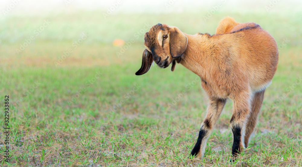 Brown goat in field, free. Steep goats.Goats eating grass,Goat on a pasture,Little goat portrai Brown goat in field, free. Steep goats.Goats eating grass,Goat on a pasture,Little goat portrai