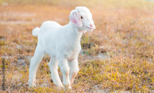 A young goat grazes in a meadow and smiling.