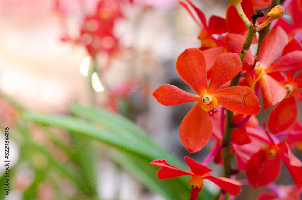 Obraz premium Close up beautiful red orchid