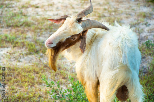 Brown goat in field, free. Steep goats.Goats eating grass,Goat on a pasture,Little goat portrai