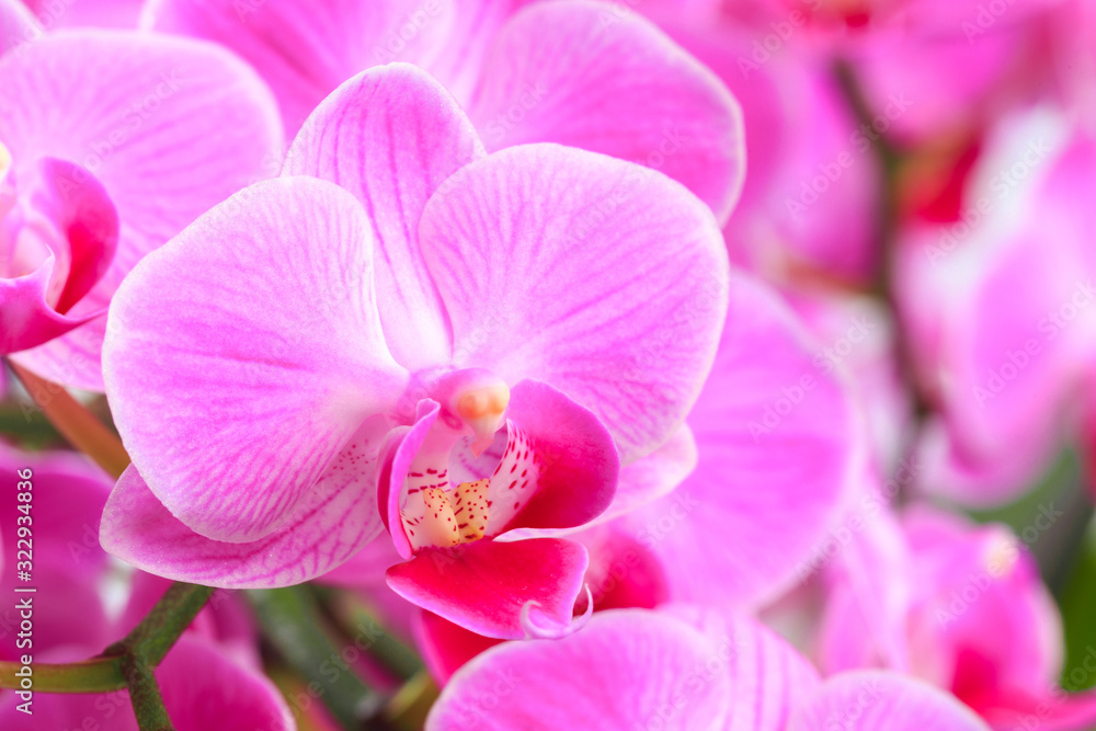 Pink orchid close up view background. - Image Pink orchid close up view background. - Image