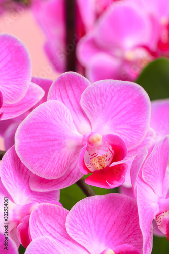 Pink orchid close up view background. - Image
