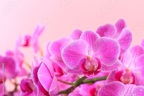 Pink orchid close up view on pastel pink  background. - Image