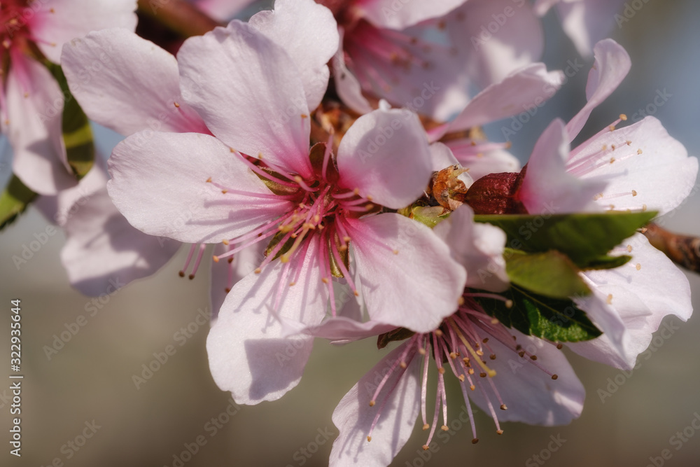 Nahaufnahme von Mandelblüten an einem sonnigen Frühlingstag Nahaufnahme von Mandelblüten an einem sonnigen Frühlingstag