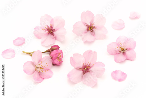 Fotografiet Cherry Blossoms White background