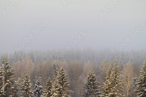 Winter snowy forest on gray cloudy sky background © Stanislav