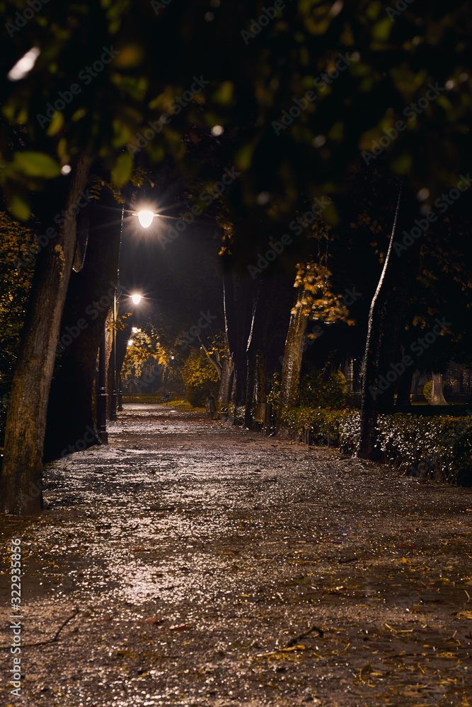 Fototapeta premium alley in the park