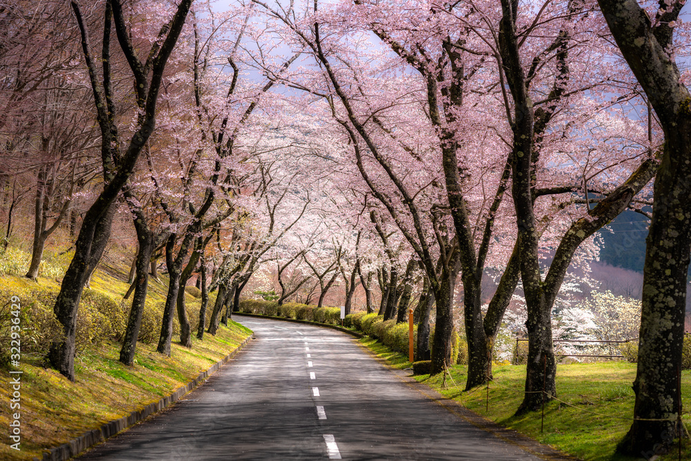 Fototapeta Beautiful view of Cherry blossom tunnel during spring season in April along both sides of the prefectural highway in Shizuoka prefecture, Japan.