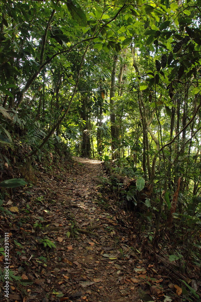 Exuberant nature inside a tropical rainforest