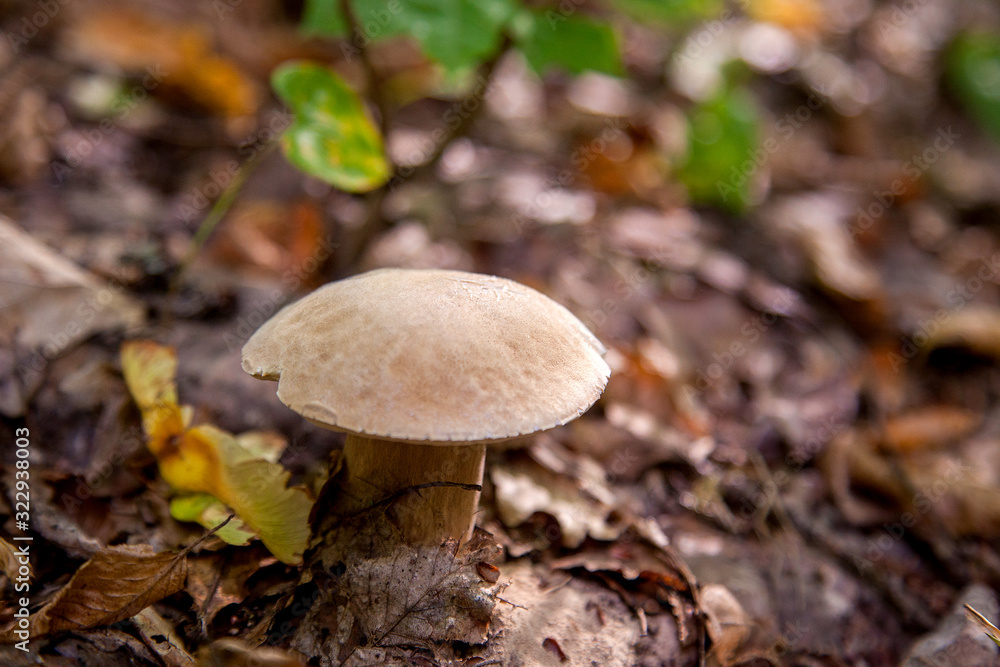 Single Boletus mushroom in the wild. Porcini mushroom grows on the forest floor at autumn season.. Single Boletus mushroom in the wild. Porcini mushroom grows on the forest floor at autumn season..