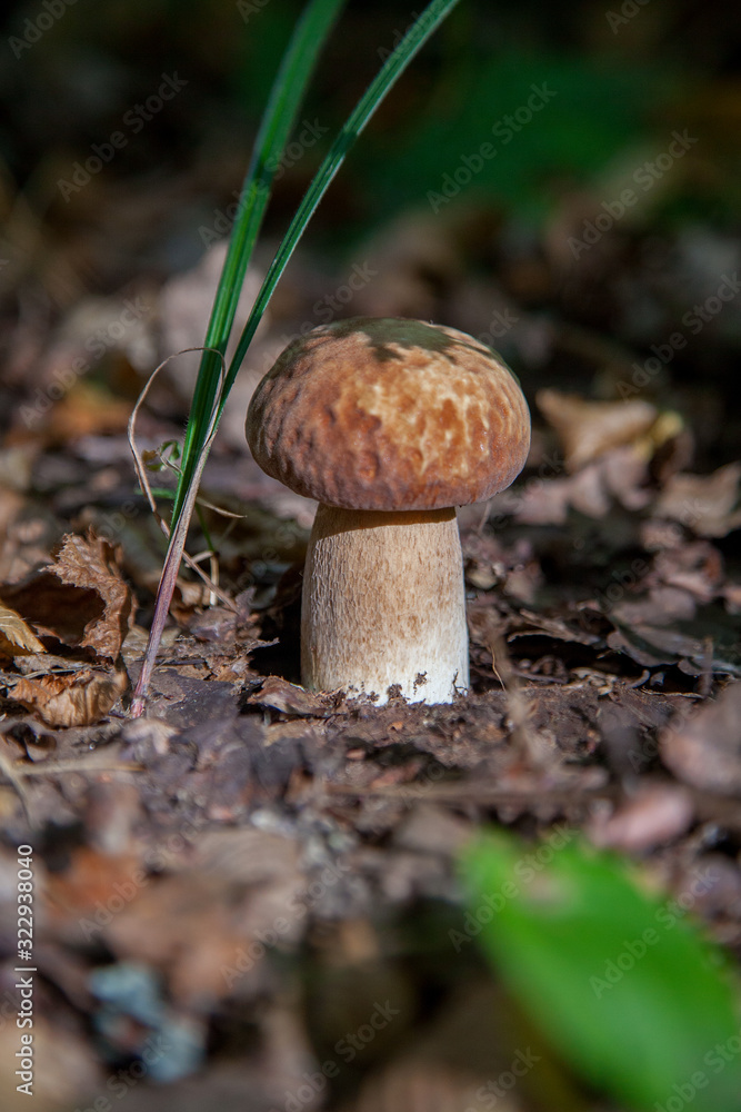 Single Boletus mushroom in the wild. Porcini mushroom grows on the forest floor at autumn season.. Single Boletus mushroom in the wild. Porcini mushroom grows on the forest floor at autumn season..