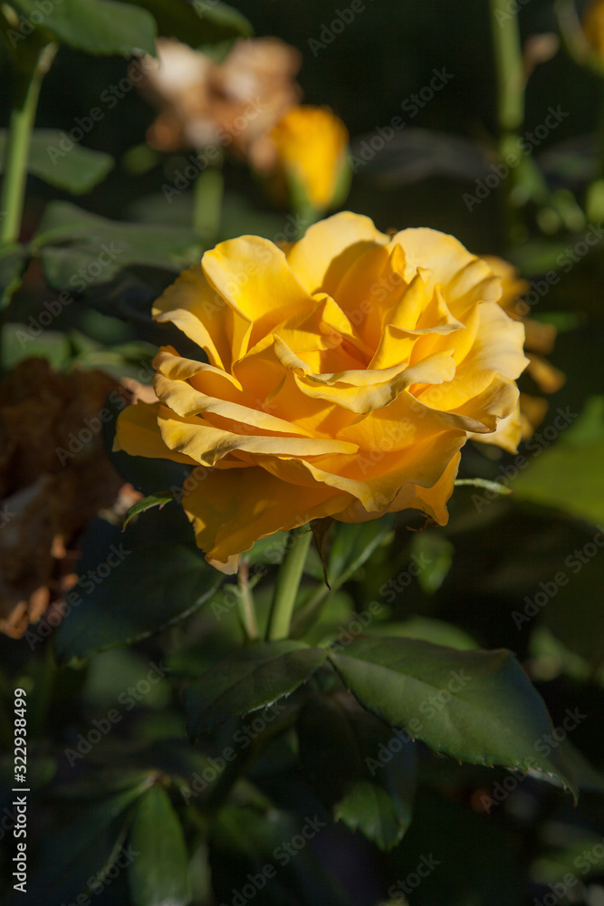 Beautiful rose bush growing in the garden. Beautiful rose bush growing in the garden.