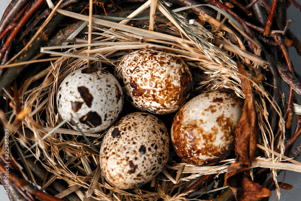 Easter eggs in a nest with willow twigs on a gray background. Chicken and quail eggs Catholic and Orthodox holiday Easter eggs in a nest with willow twigs on a gray background. Chicken and quail eggs Catholic and Orthodox holiday