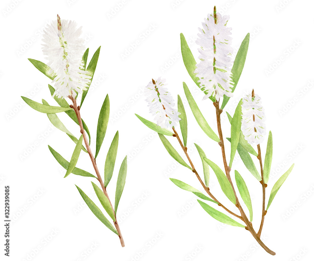 Watercolor tea tree leaves, flower set. Hand drawn botanical
