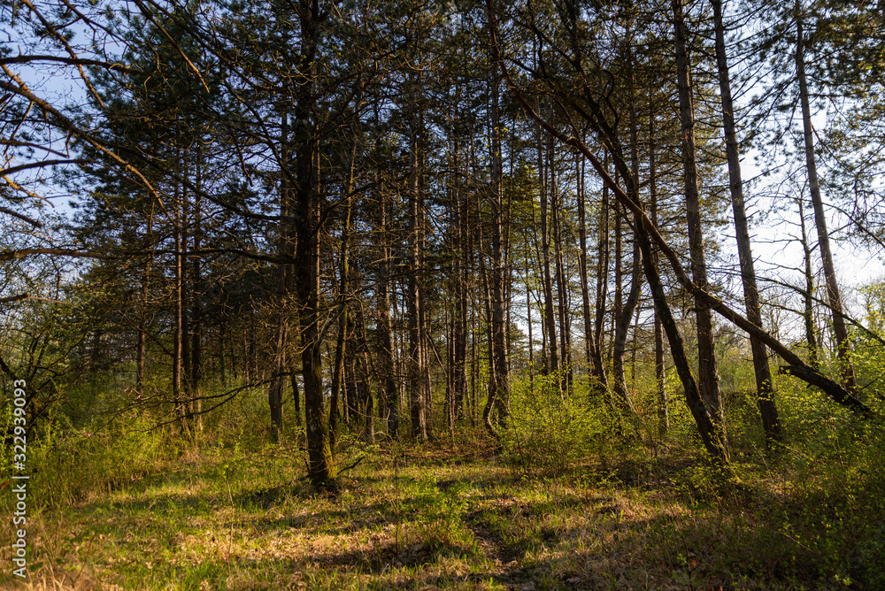 forêt d'épicea sous le soleil du soir au printemps forêt d'épicea sous le soleil du soir au printemps