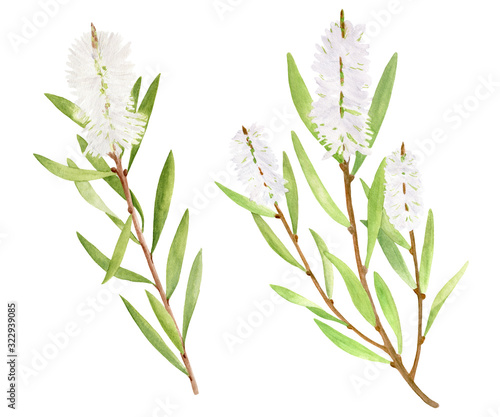 Watercolor tea tree leaves  flower set. Hand drawn botanical illustration of Melaleuca alternifolia. Green medicinal plant isolated on white background. Herbs for cosmetics  package  essential oil
