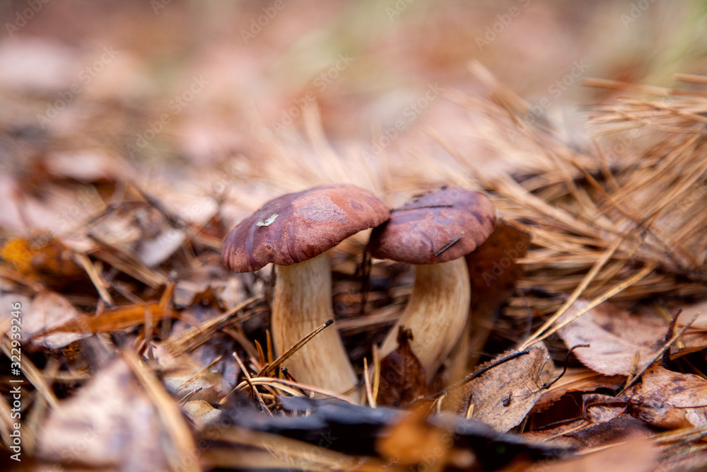 Double mushroom imleria badia commonly known as the bay bolete or boletus badius growing in pine tree forest.. Double mushroom imleria badia commonly known as the bay bolete or boletus badius growing in pine tree forest..