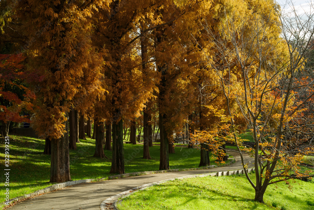 メタセコイアのある秋の公園