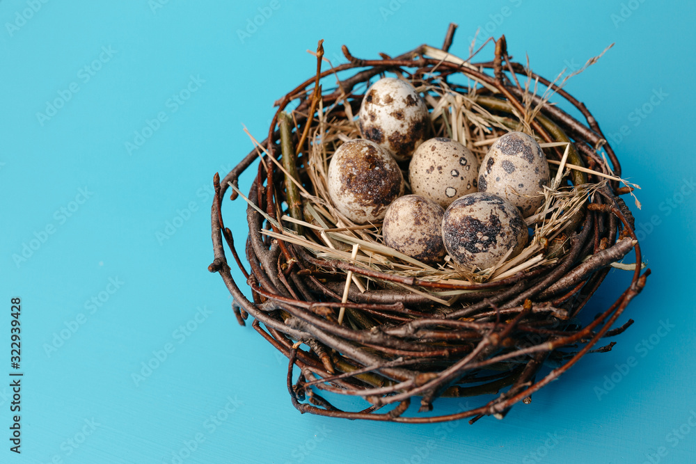Obraz premium Festive eggs in a nest on a blue background. Quail eggs, Catholic and Orthodox Easter holiday. Free space for text.