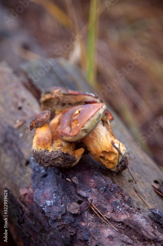 Group of wild edible bay bolete known as imleria badia or boletus badius mushroom on old stump in pine tree forest..