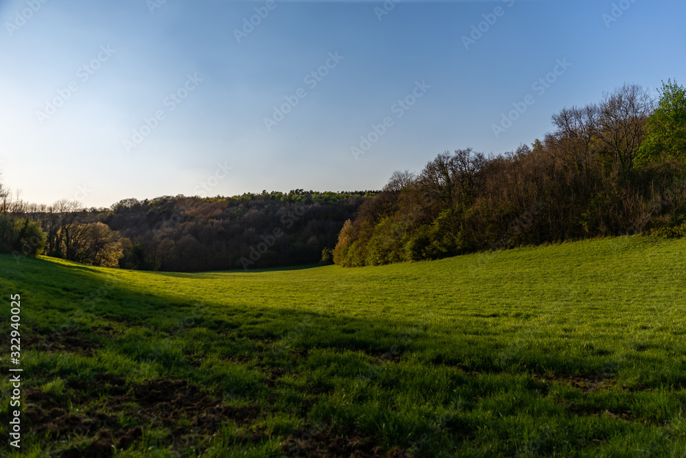 Prairie verte au printemps au bord d'une forêt avec une lumière rasante Prairie verte au printemps au bord d'une forêt avec une lumière rasante