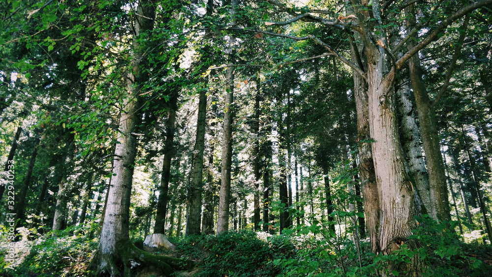 Obraz premium Pine Forest