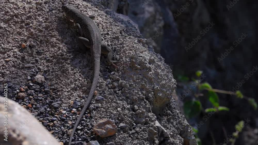 Dark Gray Lizard with Spots Crawling Away on Stone in Natural Environment. Slow Motion Dark Gray Lizard with Spots Crawling Away on Stone in Natural Environment. Slow Motion