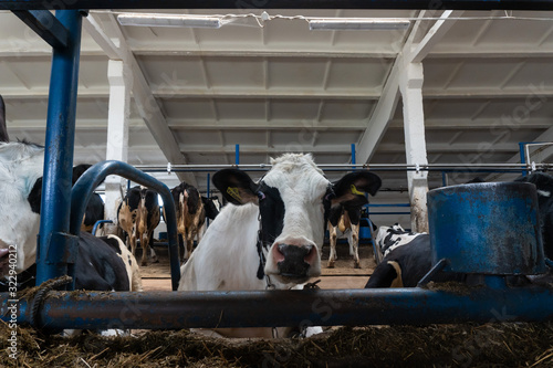 Cows in a farm. Dairy cows © flyural66