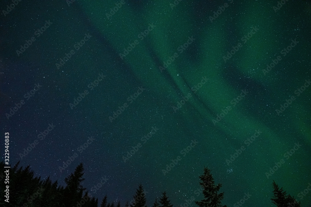 Forest landscape with aurora lights and stars in the sky. Northern Norway. Forest landscape with aurora lights and stars in the sky. Northern Norway.