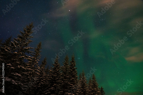 Aurora borealis photo shoot in winter forest with fir trees. Lofoten islands, Norway.