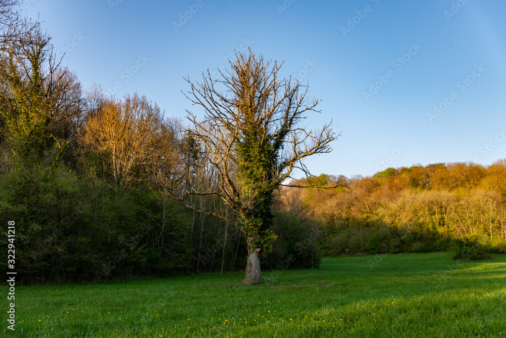 Arbre couvert de lierre dans une prairie verte au printemps au bord d'une forêt avec une lumière rasante Arbre couvert de lierre dans une prairie verte au printemps au bord d'une forêt avec une lumière rasante