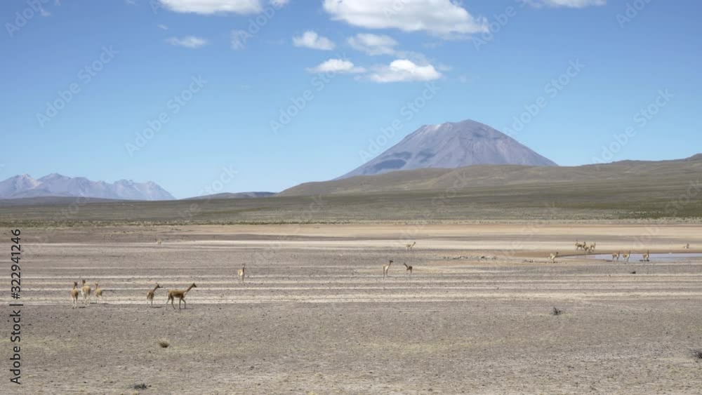 Beautiful dry rough landscape with volcanos and wild vicunas in the highlands of the Andes Mountains in Peru between Arequipa, Chivay and the Colca Canyon. Beautiful dry rough landscape with volcanos and wild vicunas in the highlands of the Andes Mountains in Peru between Arequipa, Chivay and the Colca Canyon.