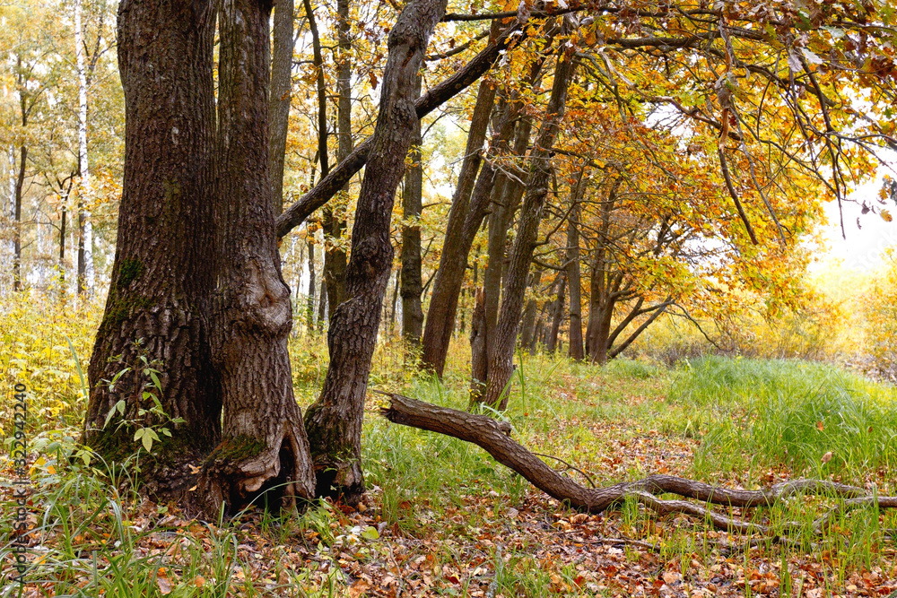 Centenarian tree with large trunk and big roots above the ground Centenarian tree with large trunk and big roots above the ground