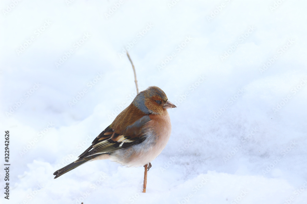 Finch on a dry blade of grass against the white background of the snow..