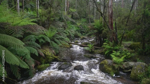 Toorongo river making its way through the  rainforests of Victoria, Australia in summer showing shallow but  rapidly flowing water. photo