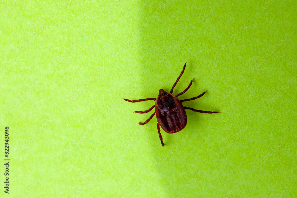 A dangerous parasite and infection carrier mite A dangerous parasite and infection carrier mite