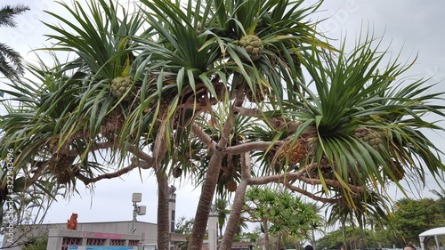 Pineapple tree