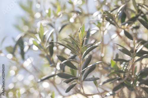 olive tree with olive leaves in sunrise