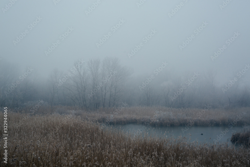 cold misty landscape, river and forest
