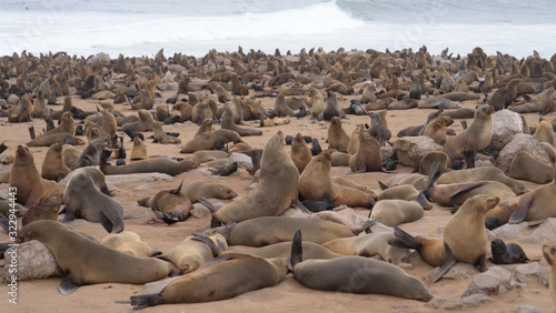 Sea lion colony at Cape Cross Seal Reserve